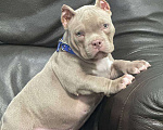 Собаки в Москве: Американский булли мальчик Мальчик, 90 000 руб. - фото 1