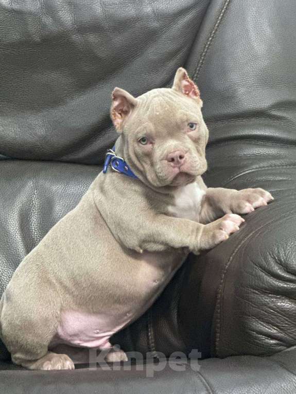 Собаки в Москве: Американский булли мальчик Мальчик, 90 000 руб. - фото 1