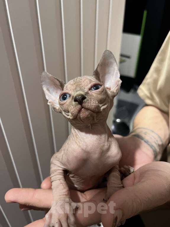 Кошки в Видном: Розовый тигруш Мальчик, 17 000 руб. - фото 2