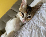 Кошки в Ростове-на-Дону: Котёнок в добрые руки Девочка, Бесплатно - фото 4