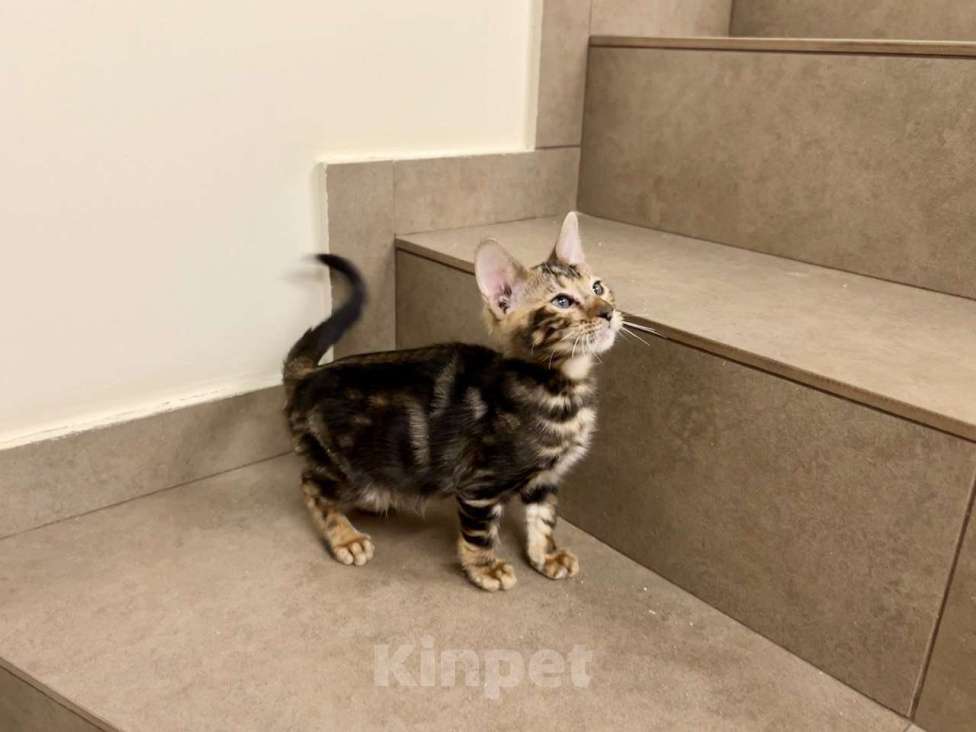 Кошки в Москве: котик тигран  Мальчик, 50 000 руб. - фото 1