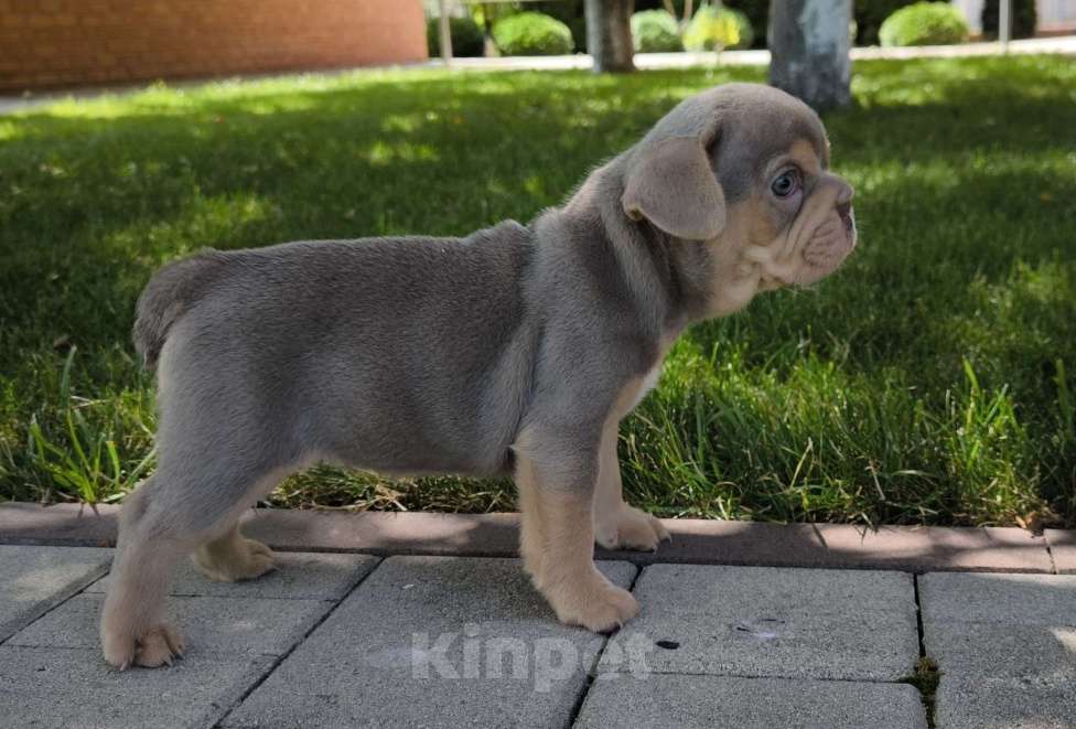 Собаки в Тимашевске: Девочка - изабелла с подпалом Девочка, 80 000 руб. - фото 3