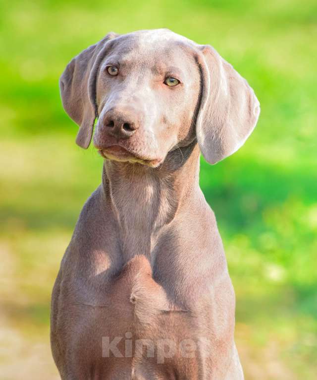 Собаки в Москве: Щенок победитель РКФ Мальчик, 130 000 руб. - фото 5