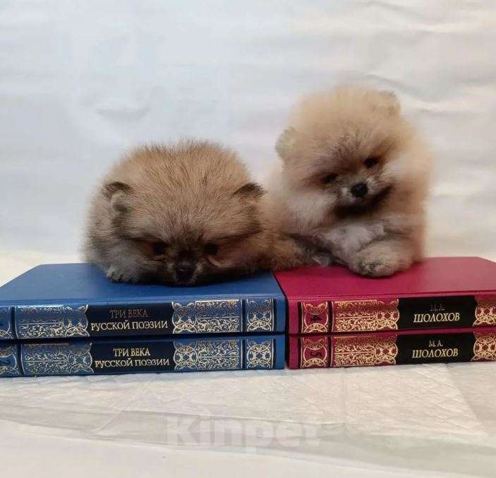 Собаки в Самаре: Мимишки Мальчик, Бесплатно - фото 3