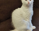 Кошки в Уфе: Котёнок мейн-кун белый геторохром Девочка, 35 000 руб. - фото 4