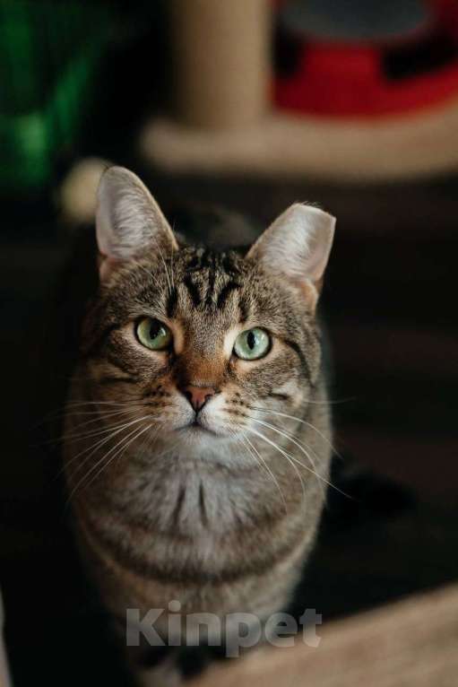 Кошки в Санкт-Петербурге: Кошка в добрые руки Девочка, Бесплатно - фото 1