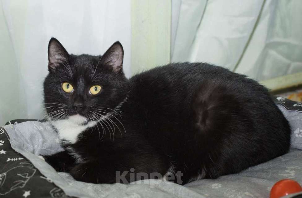 Кошки в Москве: Мишаня Мальчик, Бесплатно - фото 3