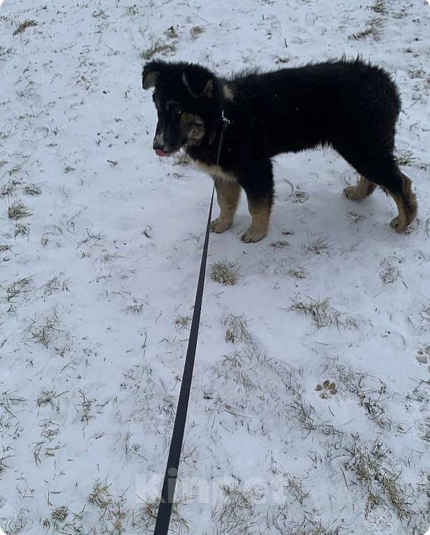 Собаки в других городах Московской области: Пушистый медвежонок по имени Мишка Девочка, 800 руб. - фото 7