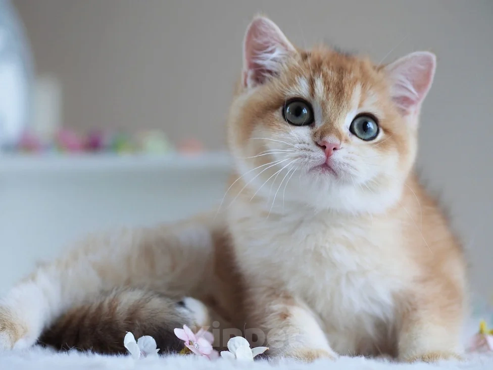 Кошки в Москве: Британская девочка Девочка, 40 000 руб. - фото 5