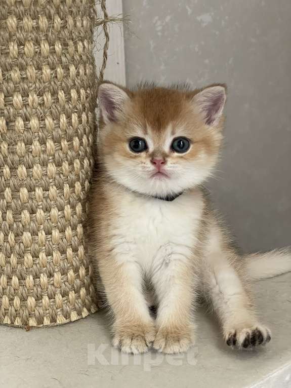 Кошки в Москве: Золотая шиншила Девочка, 35 000 руб. - фото 8