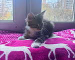Кошки в Москве: Котенок в добрые руки Мальчик, Бесплатно - фото 8