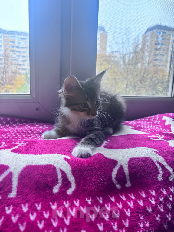 Кошки в Москве: Котенок в добрые руки Мальчик, Бесплатно - фото 8