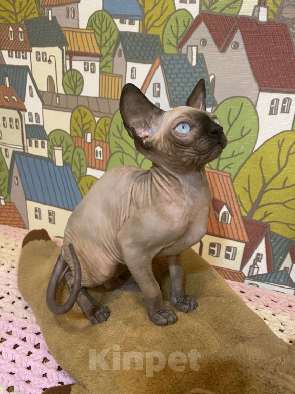 Кошки в Москве: Шикарная породная канадочка Девочка, 40 000 руб. - фото 4