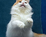 Кошки в Москве: Шикарный рыже-белый котеич  Мальчик, 1 руб. - фото 2