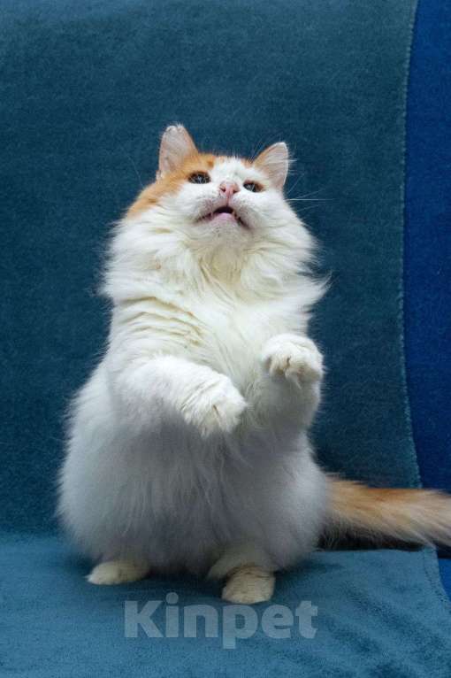 Кошки в Москве: Шикарный рыже-белый котеич  Мальчик, 1 руб. - фото 2