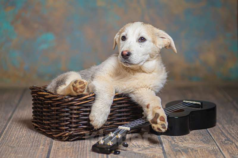 Собаки в Москве: Щенки от лабрадора и хаски в добрые руки Мальчик, Бесплатно - фото 3