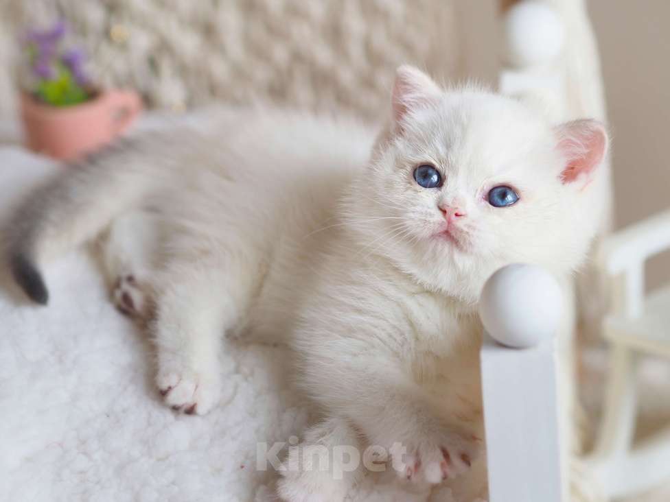 Кошки в Москве: Британский котёнок Неся Девочка, 150 000 руб. - фото 8