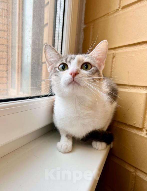 Кошки в Москве: Лика - трехцветная, нежная, теплая, добрая кошка в добрые руки Девочка, Бесплатно - фото 4