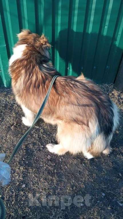 Собаки в Санкт-Петербурге: Отдам собаку бесплатно. Мальчик, Бесплатно - фото 3