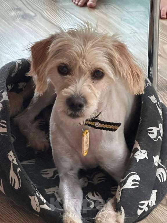 Собаки в Санкт-Петербурге: Очень красивая маленькая собачка Девочка, Бесплатно - фото 4