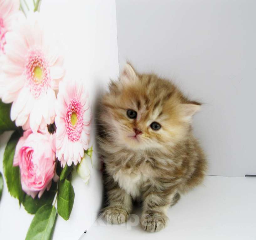 Кошки в Ставрополе: Шотландские котята с документами Разнополые, 10 000 руб. - фото 9