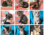 Кошки в Москве: Нежные, трогательные котята-малыши, мальчики и девочки в добрые руки Девочка, 10 руб. - фото 1