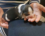 Собаки в Кинешме: Щенок Бигля Девочка, Бесплатно - фото 1