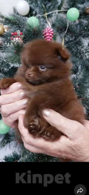 Собаки в Самаре: Предлагается девочка шоколад   Девочка, 90 000 руб. - фото 2