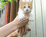 Кошки в Москве: Котенок в добрые руки  Мальчик, Бесплатно - фото 3