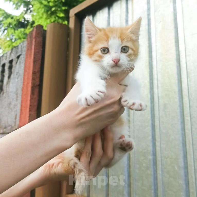 Кошки в Москве: Котенок в добрые руки  Мальчик, Бесплатно - фото 3