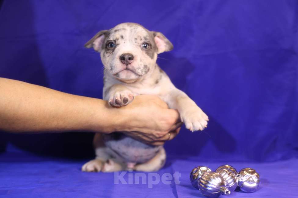 Собаки в Всеволожске: ММ ДЕМАР РОККО Мальчик, Бесплатно - фото 5