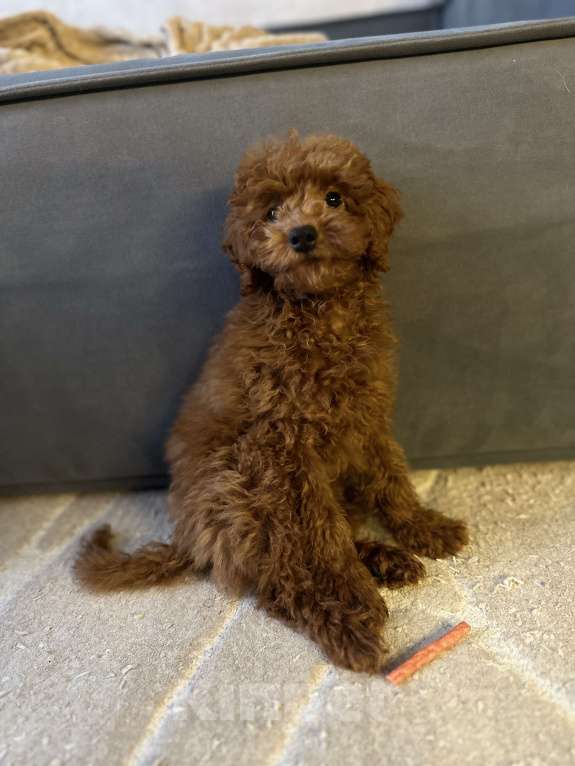 Собаки в Краснодаре: Продам мальтипу мальчик  Мальчик, 60 000 руб. - фото 1