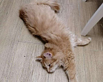 Кошки в Кингисеппе: Котик, Бесплатно - фото 3