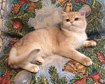 Кошки в Касимове: Британец., 100 руб. - фото 4