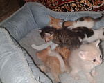 Кошки в других городах Самарской области: Котята Мальчик, Бесплатно - фото 1