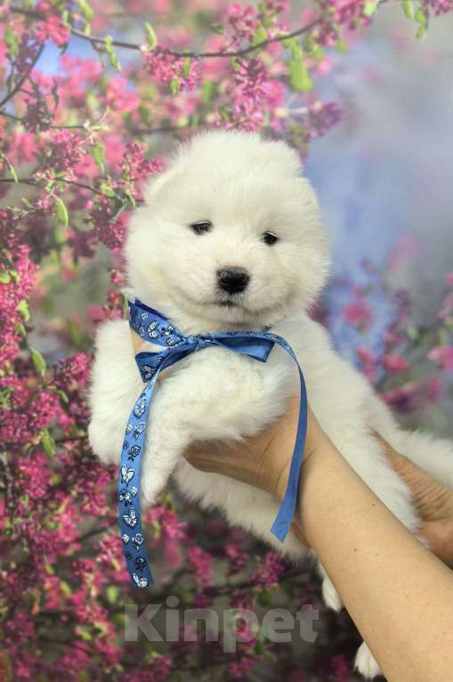 Собаки в Саяногорске: Щенок самоеда Мальчик, 65 000 руб. - фото 2