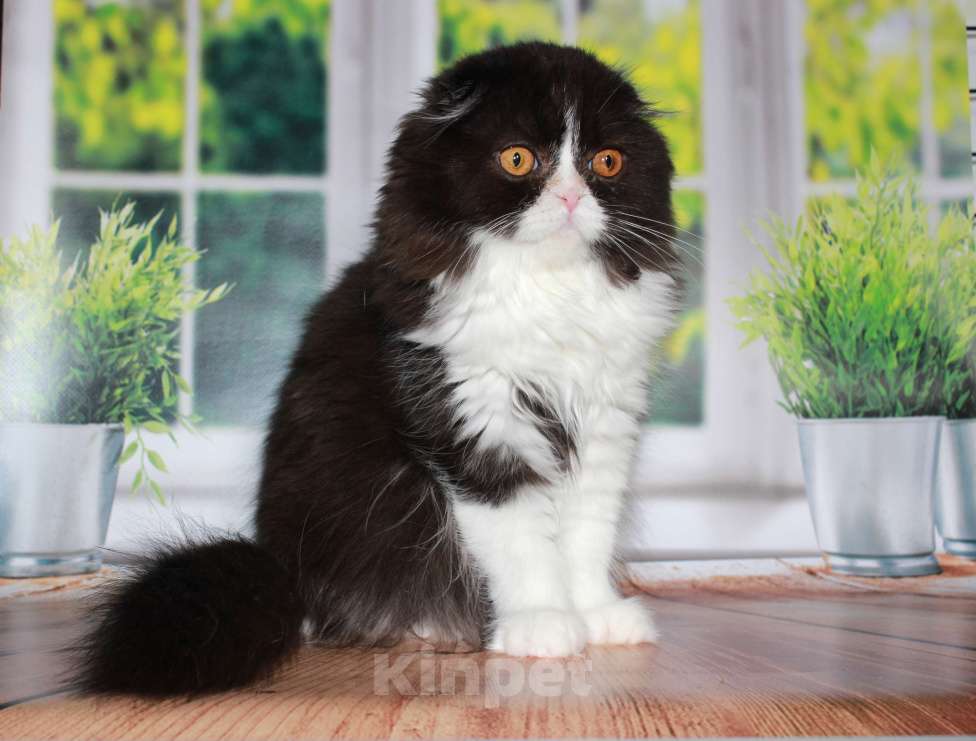 Кошки в Санкт-Петербурге: Шотландская вислоухая  Девочка, Бесплатно - фото 6