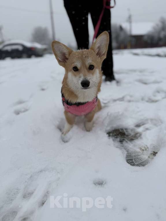 Собаки в Ковровом: Продам щенка  Девочка, 40 000 руб. - фото 3