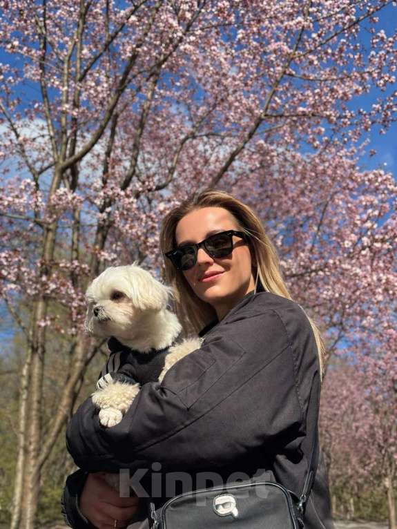 Собаки в Москве: Мальтезе мини девочка, 5 мес, 1 кг Девочка, 90 000 руб. - фото 7