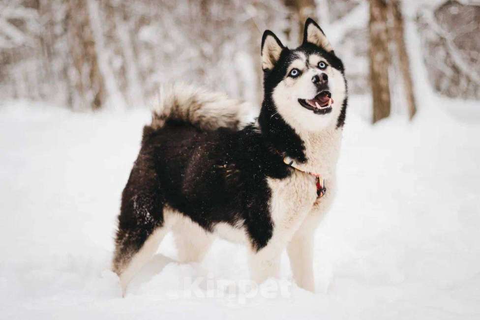 Собаки в Москве: Мива ищет дом Девочка, Бесплатно - фото 7