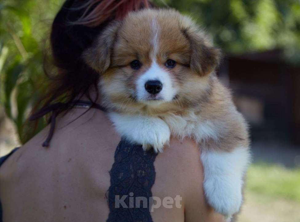 Собаки в Волгограде:  Щенок не для разведения Мальчик, Бесплатно - фото 3