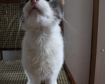 Кошки в Зарайске: Котик 2-3 года в добрые руки  Мальчик, Бесплатно - фото 4