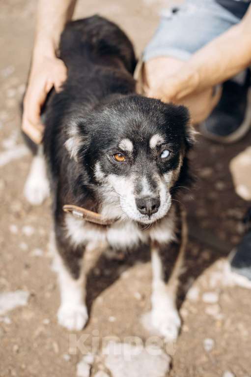 Собаки в Москве: маленькая собачка в добрые руки! Девочка, Бесплатно - фото 5