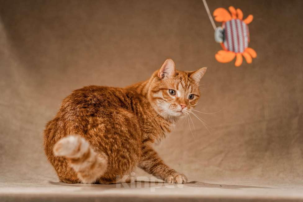 Кошки в Клине: Клёпа — друг для всей семьи Мальчик, Бесплатно - фото 5