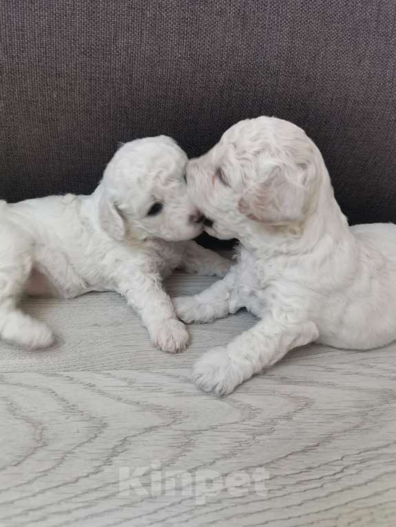Собаки в Казани: Бишон фризе Девочка, 50 000 руб. - фото 3