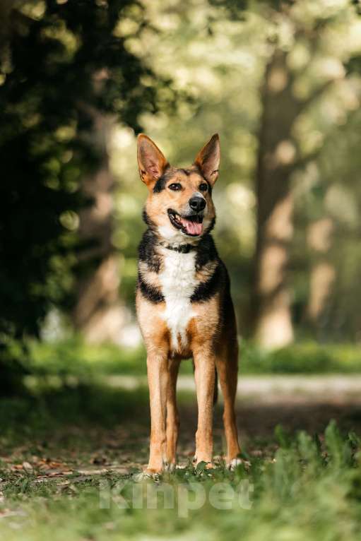 Собаки в Москве: Красавец Ник ищет дом Мальчик, Бесплатно - фото 7