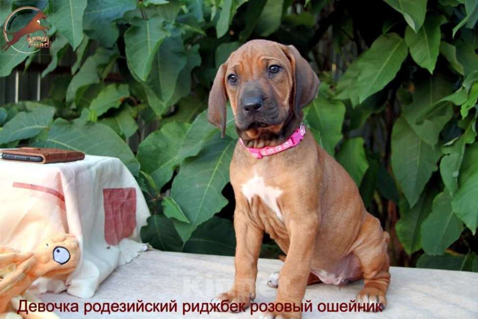 Собаки в Одинцово: Девочка родезийский риджбек Девочка, Бесплатно - фото 1