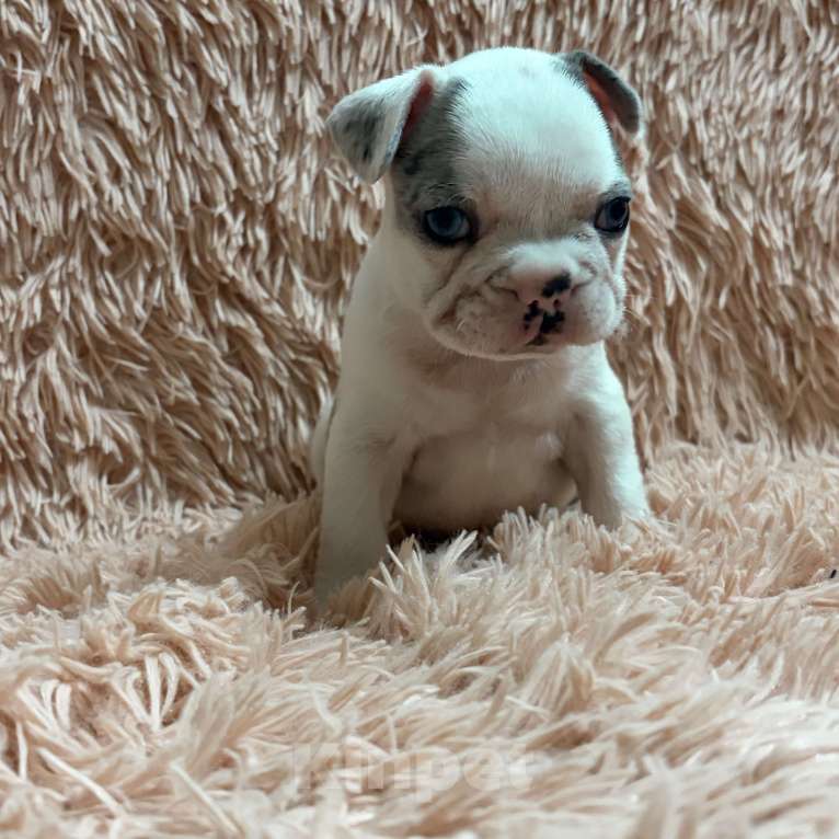 Собаки в Туле: Французский бульдог Мальчик, 25 000 руб. - фото 4