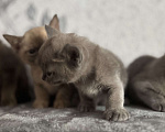 Кошки в Оренбурге: Бурманские котята Девочка, 35 000 руб. - фото 7