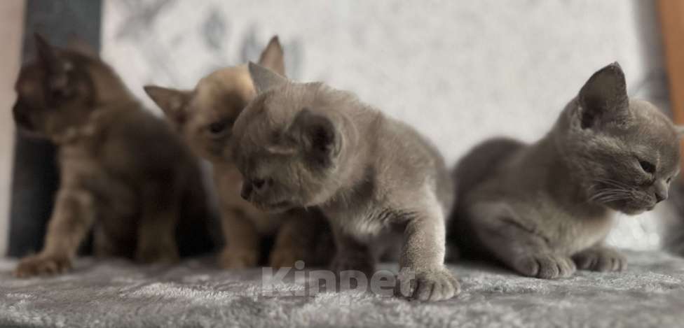 Кошки в Оренбурге: Бурманские котята Девочка, 35 000 руб. - фото 7